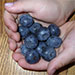 Visit Oregon Blues